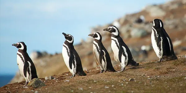 Observación de fauna en Argentina: ver ballenas y pingüinos
