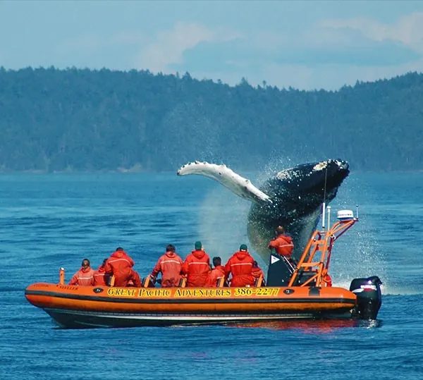 Viaje de aventura en Canadá con avistamiento de ballenas en Victoria