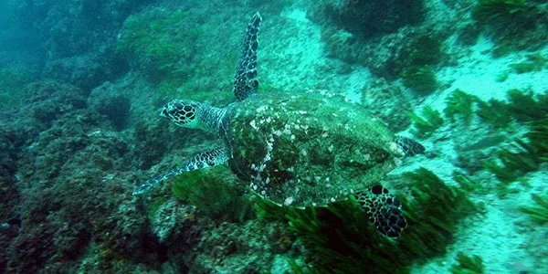 Buceo en la Isla del Caño