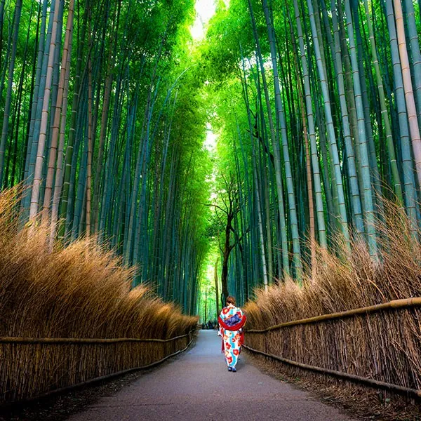 bosque de bambú en Kioto