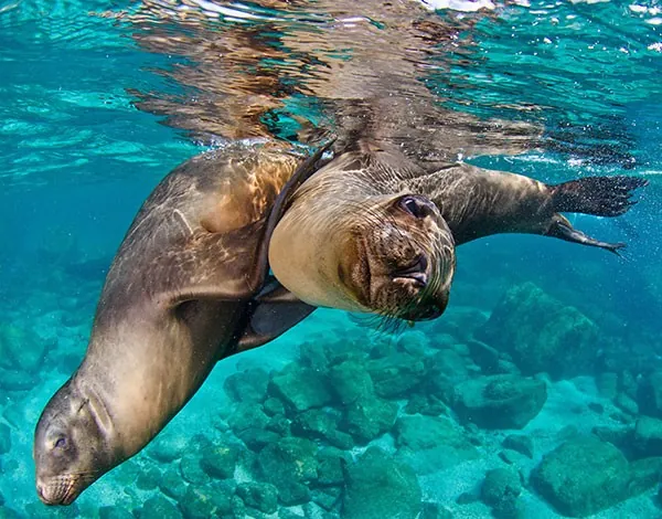 Leones marinos en Baja California