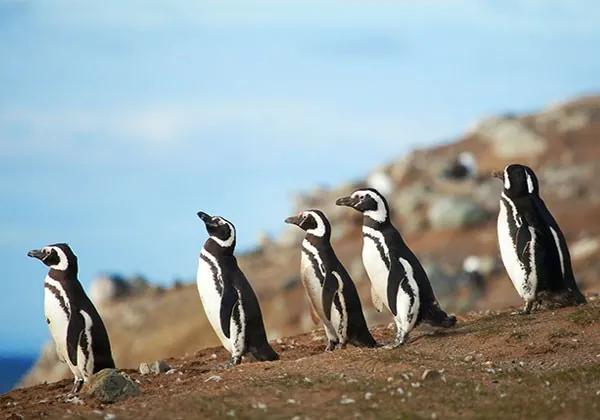 Pingüinos magallánicos en Península Valdés Argentina