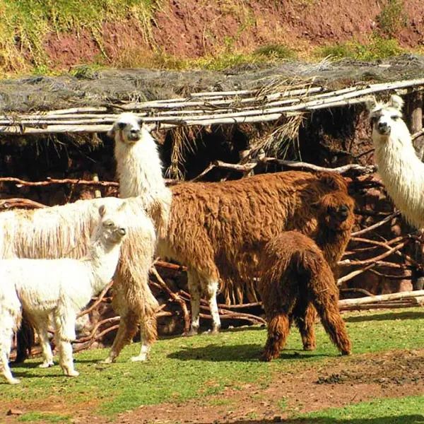 Llamas y alpacas en Valle Sagrado de Perú