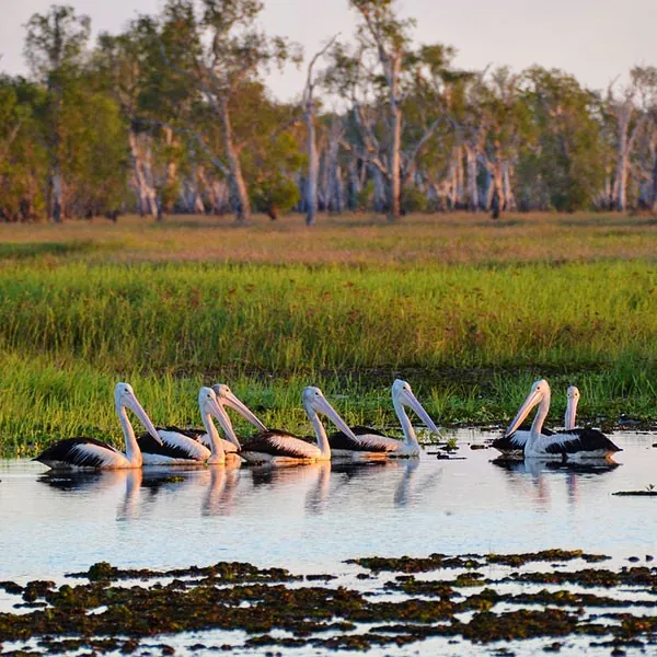 Pelícanos en el Parque Nacional Kakadu