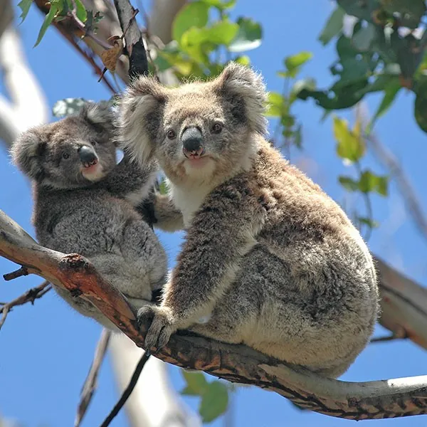 Koalas en isla Canguro viaje de aventura Australia