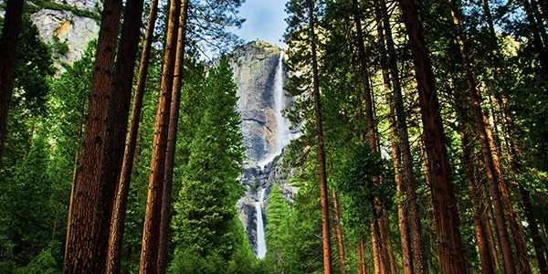 Sequoias en el Parque Nacional de Yosemite, costa oeste EEUU