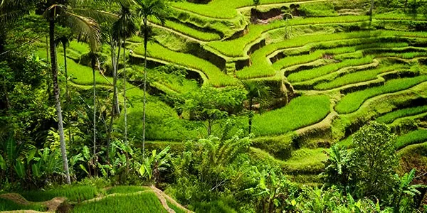 Excursion a los arrozales de Bali