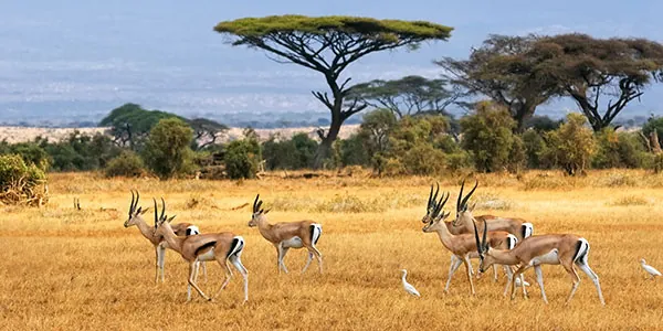 Parque Amboseli en Kenia