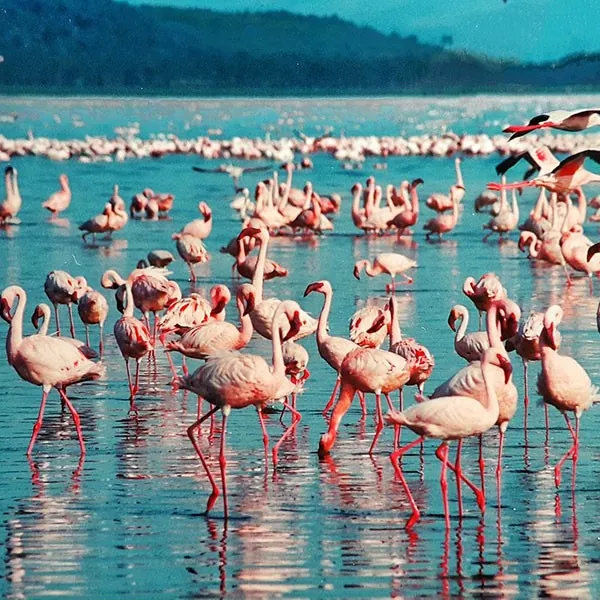 Flamencos en el Lago Nakuru, Kenia