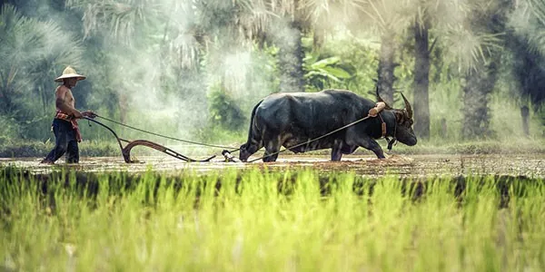 Arar con búfalo en una plantación de arroz