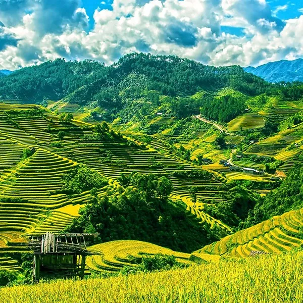 Terrazas de cultivo de arroz en Mai Chau