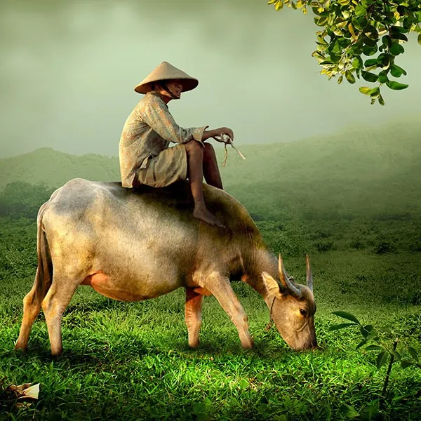 Pastor con búfalo, vietnam
