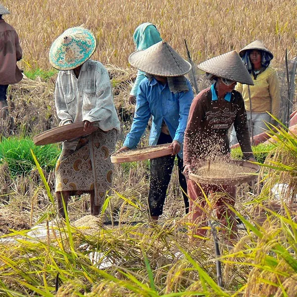 Plantaciones de arroz en Java