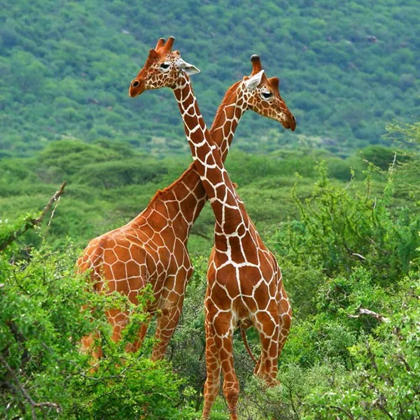 Jirafas en la Reserva Samburu