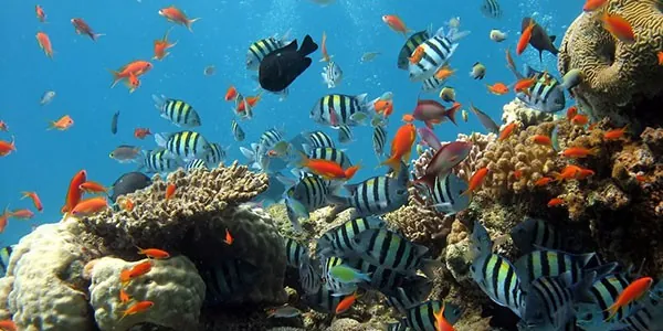 Arrecife de coral en Hawai