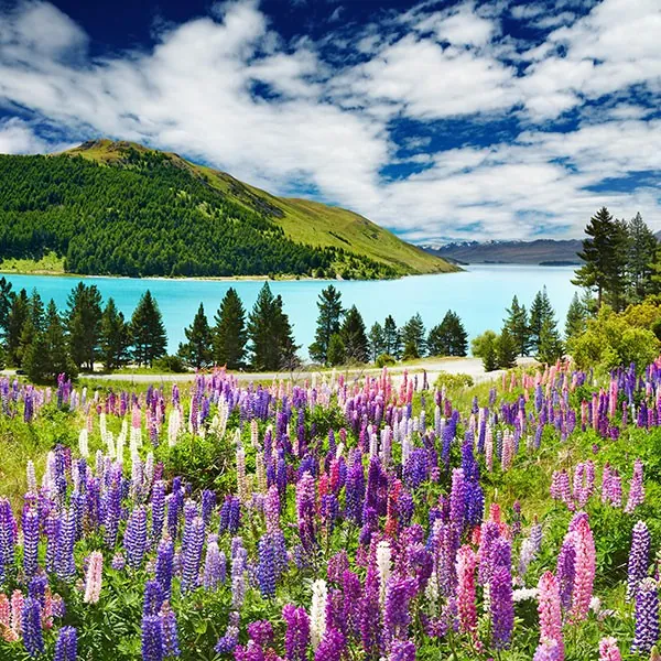 Lago Tekapo en la Isla Sur de Nueva Zelanda