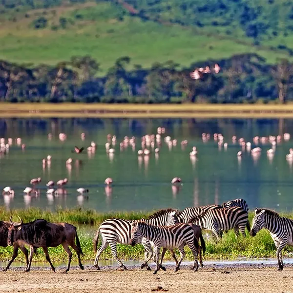 Safari en Ngorongoro