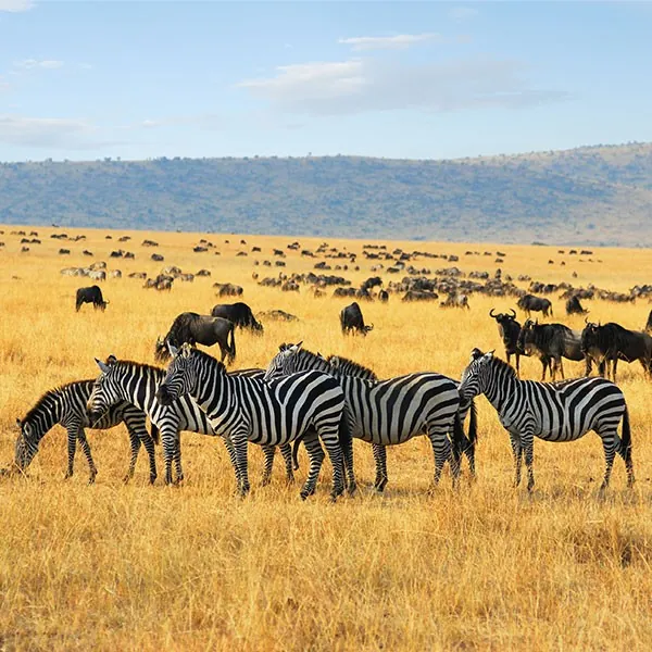 Serengueti entre Kenia y Tanzania