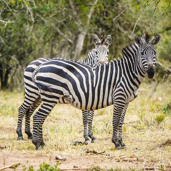 Parque Nacional de Kidepo en Uganda