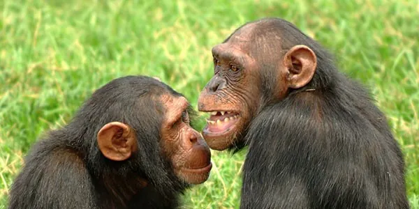 Chimpancés en la isla de Ngamba