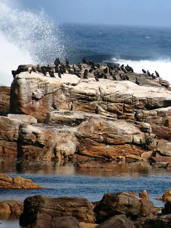 Península del Cabo