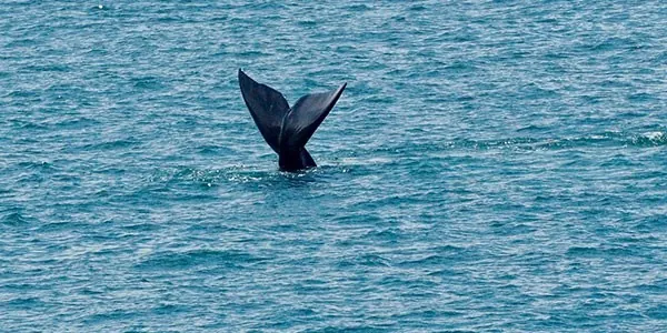 Avistamiento de ballenas en Hermanus en los viajes a Sudáfrica en familia