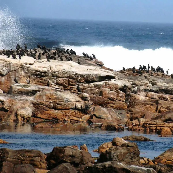 Visitar Península del Cabo en los viajes a Sudáfrica en familia