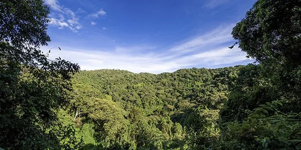 Bosque Uganda
