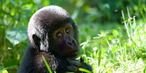 Safari para ver gorilas en Uganda