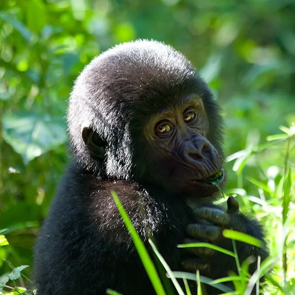 Safari en Bwindi para ver gorilas de montaña