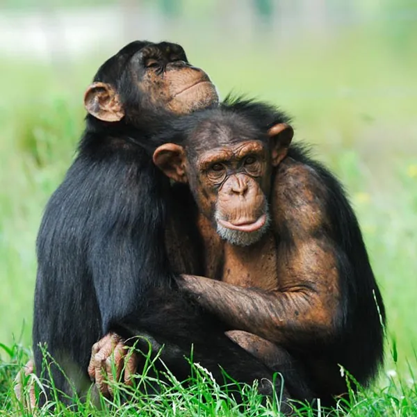 Santuario de chimpancés de Ngamba