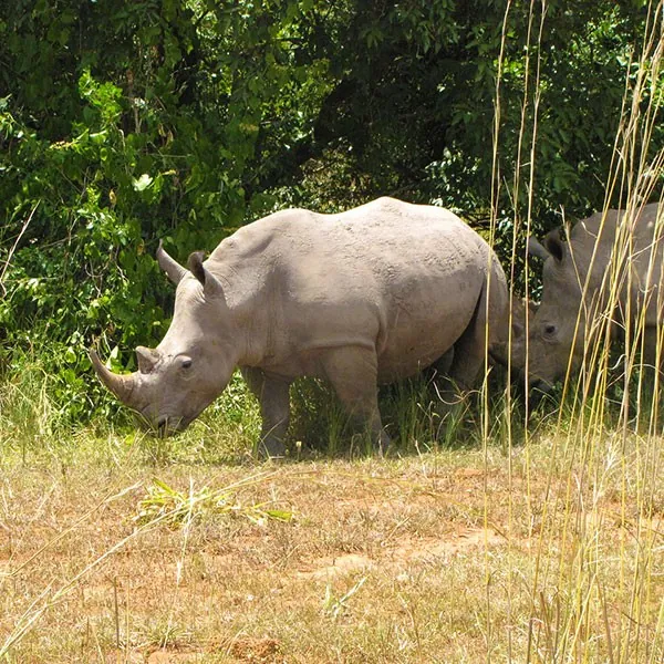 Santuario de rinocerontes Ziwa en Uganda