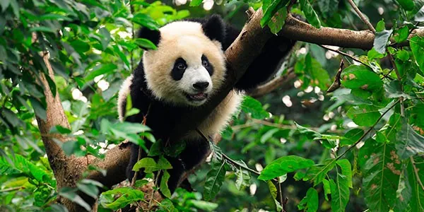 Visita la Reserva Panda de Wolong en tu viaje a China