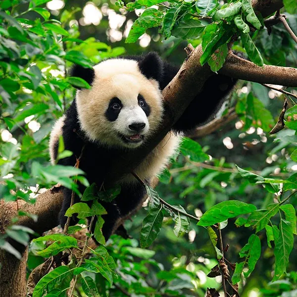 Reserva del Panda de Wolong en Sichuan