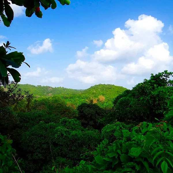 Montes Ghats occidentales en India