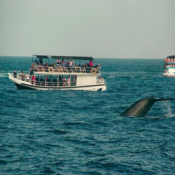 Excursión para ver ballenas en Sri Lanka