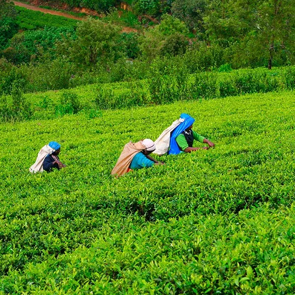 Recoger té en Sri Lanka con niños
