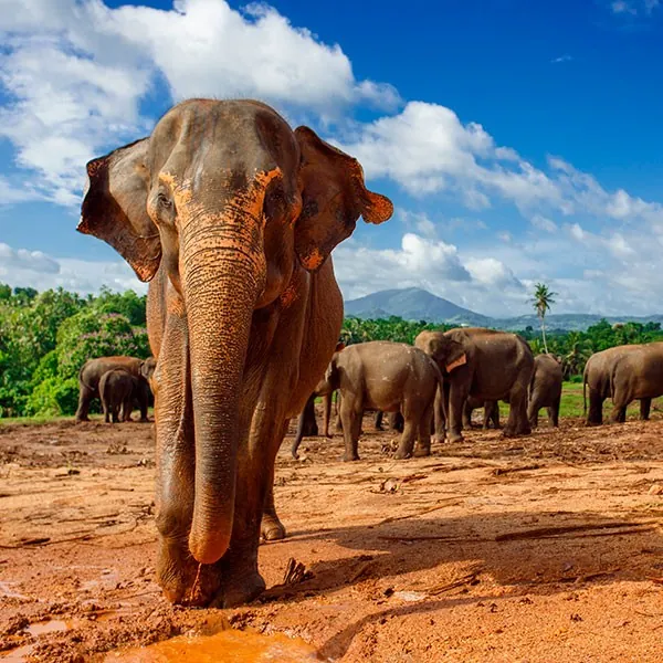 Elefante en el Parque Nacional de Yala
