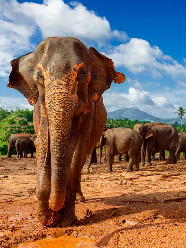 Elefante el en Parque Nacional de Yala