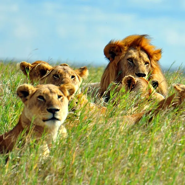 Safari en Serengueti Sur