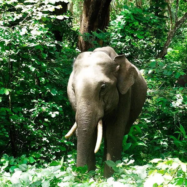 Safari en el Parque Nacional Periyar