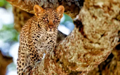 Safari privado en Tanzania