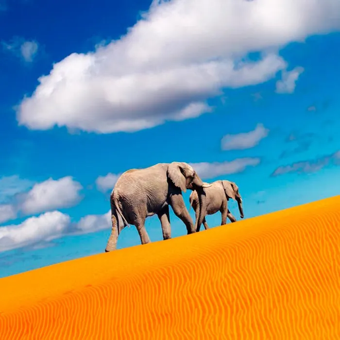 Viajes para ver elefantes a Namibia