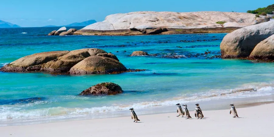 Pingüinos en la playa de Boulders