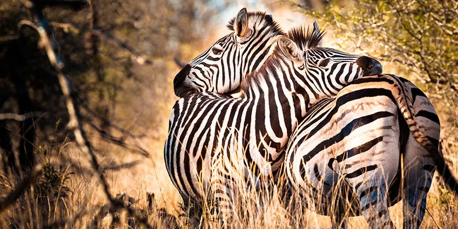 Safari en familia para ver cebras en Sudáfica
