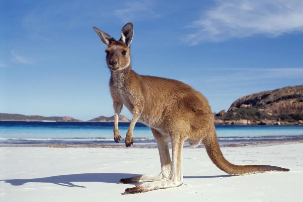 kangaroo