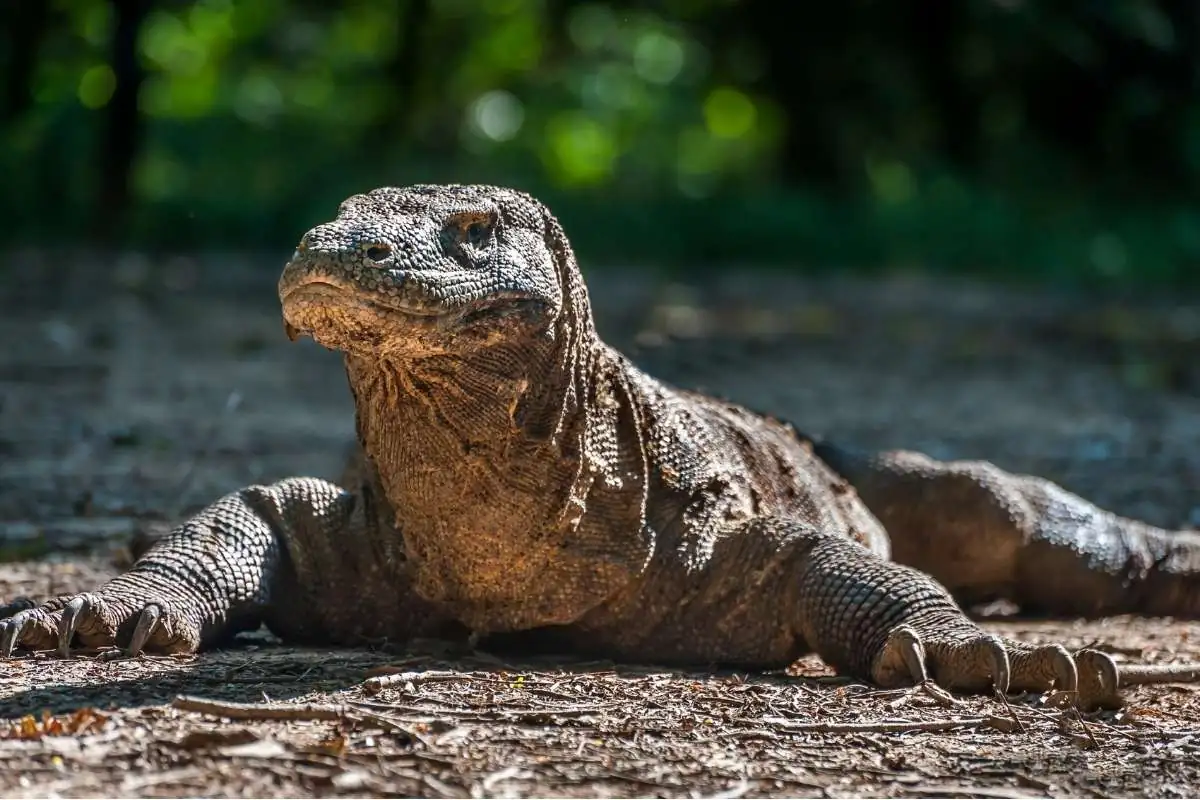 dragón de komodo dragones de komodo
