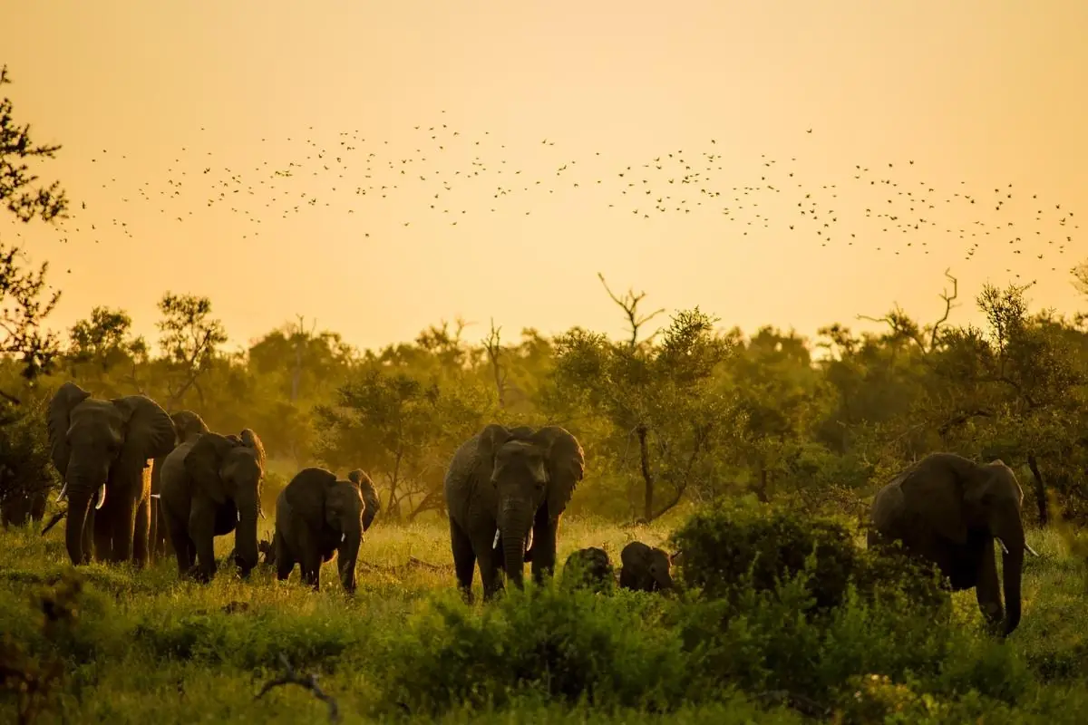 Parque Nacional Kruger safaris en noviembre