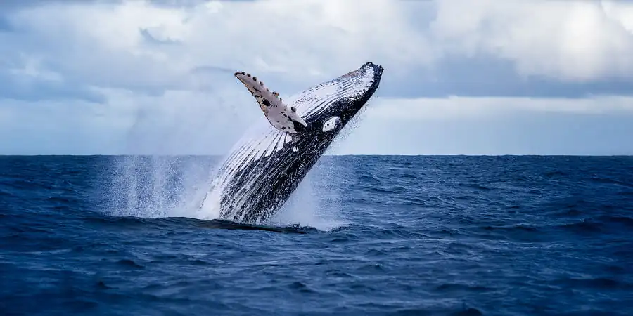 AVISTAMIENTO-DE-BALLENAS COLOMBIA-BAHIA-SOLANO-ALMEJAL