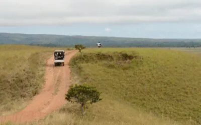 La sabana colombiana